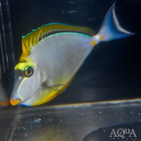 Blonde Naso Tang Naso Elegans Aqua Imports