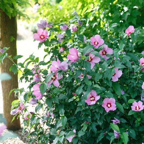 Lil Kim Violet Rose Of Sharon Proven Winners Colorchoice Flowering