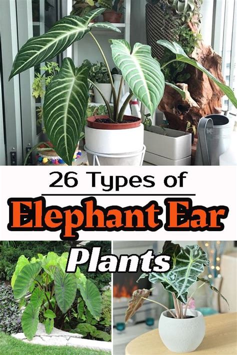 Elephant Ear Plant Varieties