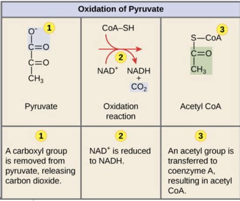 Ap Metabolism Week Flashcards Quizlet