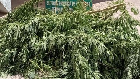 Andaban Por Los Techos Robando Plantas De Marihuana Y Los Interceptaron