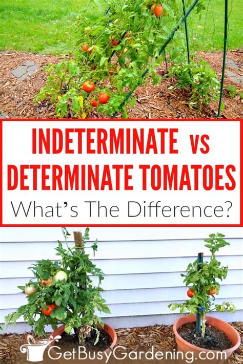 How To Tell Determinate Vs Indeterminate Tomatoes Get Busy Gardening