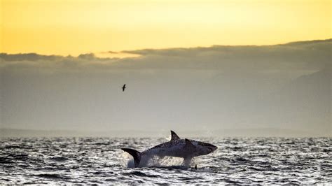 Great White Shark Kayak Guy