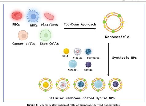 Figure From Biomimetic Nanoparticles For Cancer Targeting And Drug