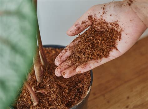 How To Use Coco Coir Using Coco Coir In Gardening