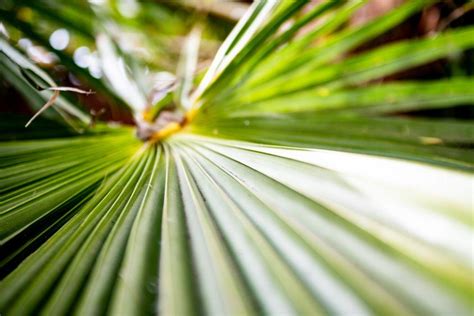 Saw Palmetto Tree Care