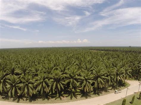 Productores De Aceite De Palma Lideran Iniciativa Transformadora Para