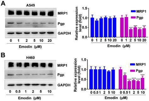 Effect Of Emodin On The Expression Of Pgp And MRP1 In A549 And H460