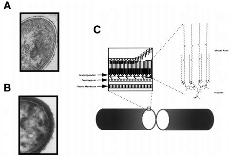 A Model Of The Mycobacterial Cell Wall A An Ultrathin Section Of M