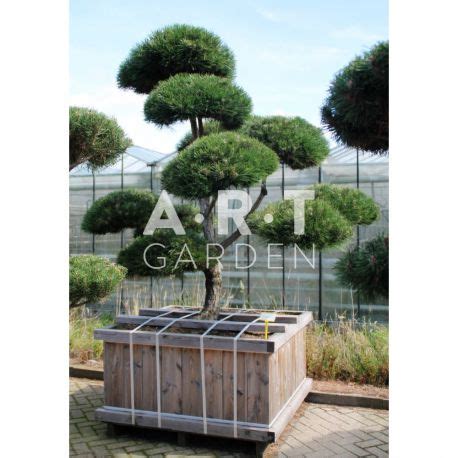 Arbre Nuage Remarquable Pinus Nigra Nigra 200 225 Cm Caisse Bois