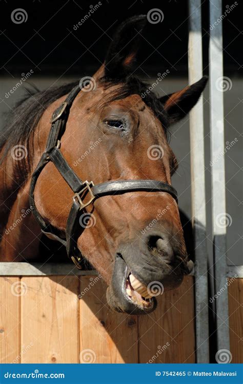 Smiling Horse Close Up Stock Image Image Of Scene Looking 7542465