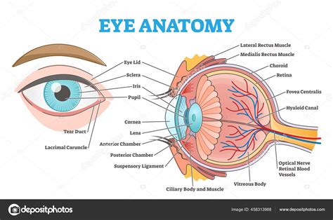 Eye anatomy with labeled structure scheme for human optic outline ...