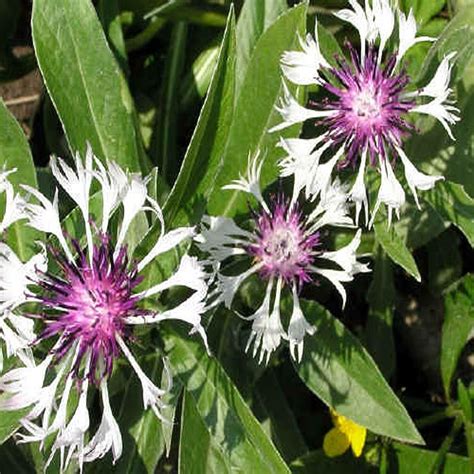 OnlinePlantCenter 1 Gal Amethyst In Snow Mountain Bluet Plant C4179G1