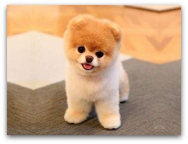 Top 10 Cutest Dog Breeds