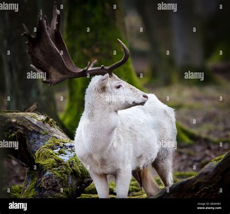 Rare White Fallow Deer Stag Hi Res Stock Photography And Images Alamy