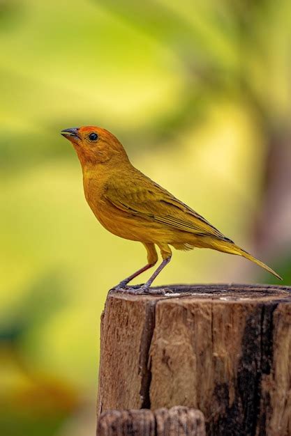 Premium Photo Saffron Finch Bird Of The Species Sicalis Flaveola