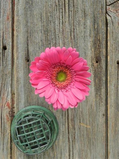 Wholesale Mermaid Hot Pink Gerbera Daisy Delivered Online FlowerFarm