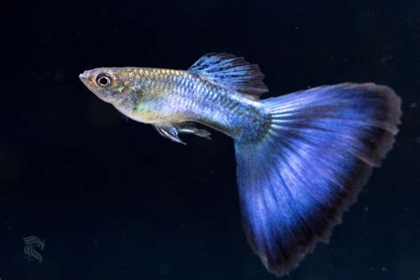 Guppy Blue Japan