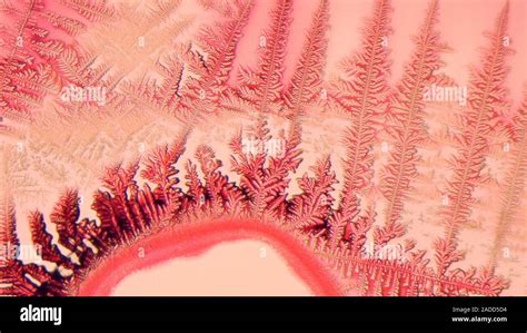 Ammonium chloride crystallization. Light micrograph of crystals of ...