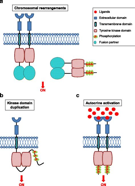 Mechanisms Of Oncogenic RTK Activation A Chromosomal Rearrangements