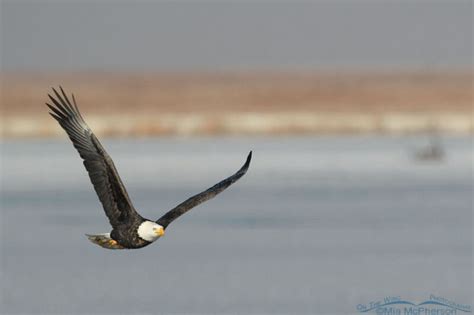 Adult Bald Eagle In Flight Over The Frozen Marsh At Farmington Bay WMA