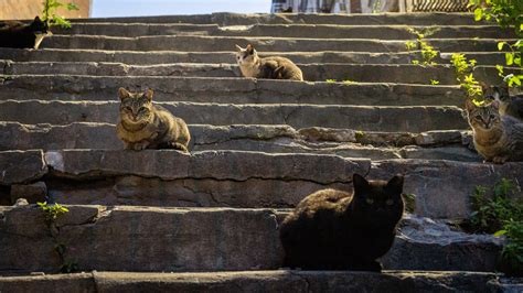 How to Clear 500,000 Feral Cats From New York’s Streets - The New York