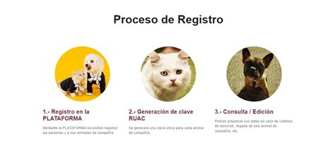 CURP Para Mascotas Es Obligatorio Que Mis Perros Y Gatos Tengan Chip