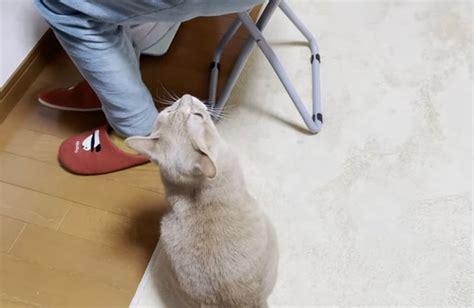 「おいで」で膝の上に乗ってくる猫 鍵しっぽのひのき日記