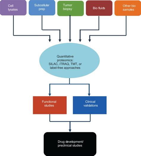 Quantitative Proteomic Analysis In Target Discovery Validation And Download Scientific