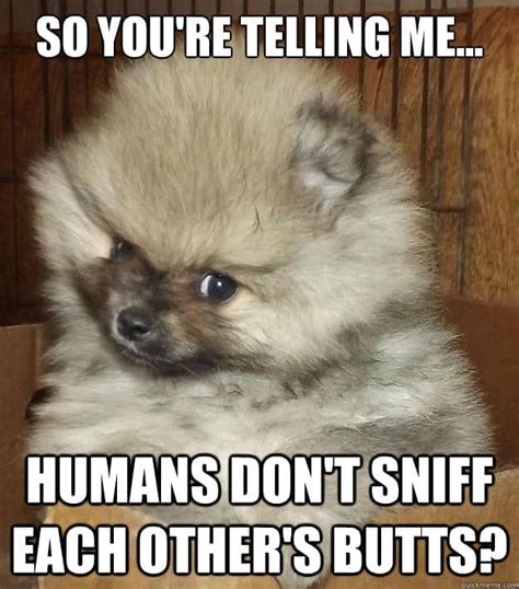 75 Funniest Pomeranian Memes