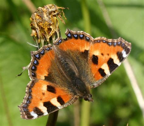 small tortoiseshell naturespot