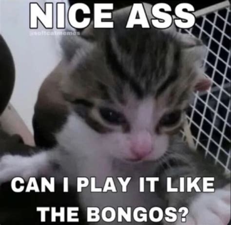 NICE ASS CAN I PLAY IT LIKE THE BONGOS IFunny