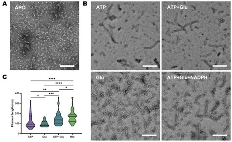 AtP5CS Forms Active Filament In Vitro And Responses To The Ligand