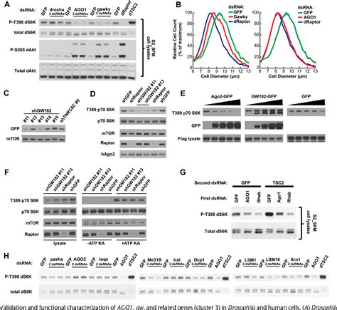 Figure From Signaling S K Pathway Torc Drosophila Melanogaster