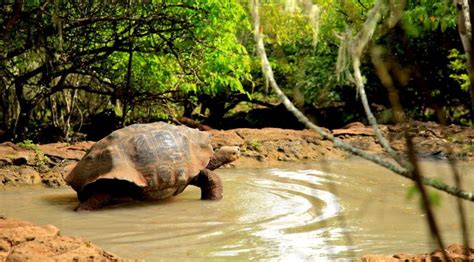 Cerro Colorado - San Cristobal in the Galapagos Islands Coral Itinerary ...