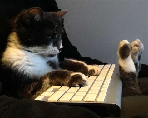 Cats at work. Humor, Funny - Ah Tasty