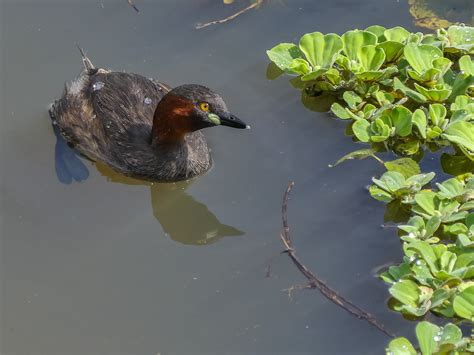 Little Grebe | Bubo Birding