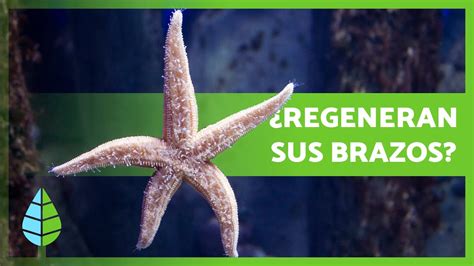 Curiosidades Sobre Las Estrellas De Mar Regeneran Brazos Son