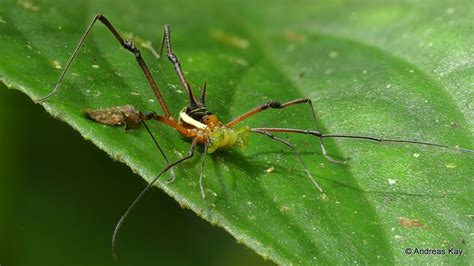 Harvestman Opiliones Watch My Video Youtubetjvpggjzarw Flickr