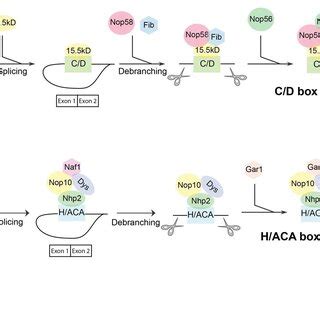 A. The H/ACA snoRNA structure; B. The structure of the H/ACA snoRNP... | Download Scientific Diagram