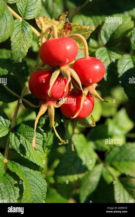 Hips And Haws Hi Res Stock Photography And Images Alamy