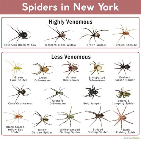 Spiders In New York List With Pictures