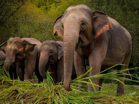 Elephant Jungle Sanctuary Chiang Mai