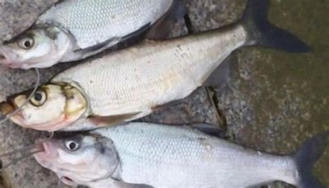 夏季釣翹嘴，這幾個技巧肯定得學會，別不信，學會後魚獲猛增數倍 每日頭條