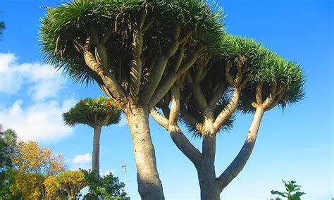 El drago canario símbolo de la naturaleza de Canarias