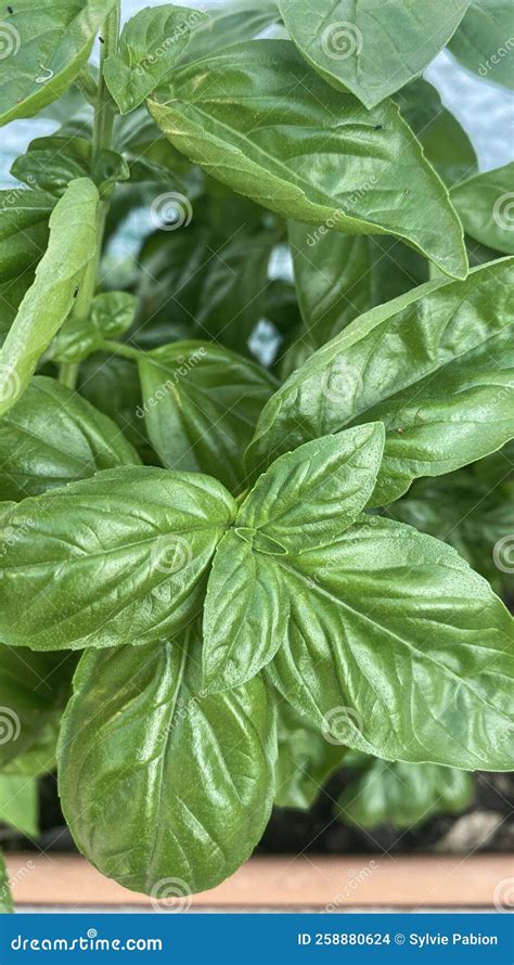 Basil Plant. Fresh Basil Leaves in the Garden Stock Photo - Image of ...