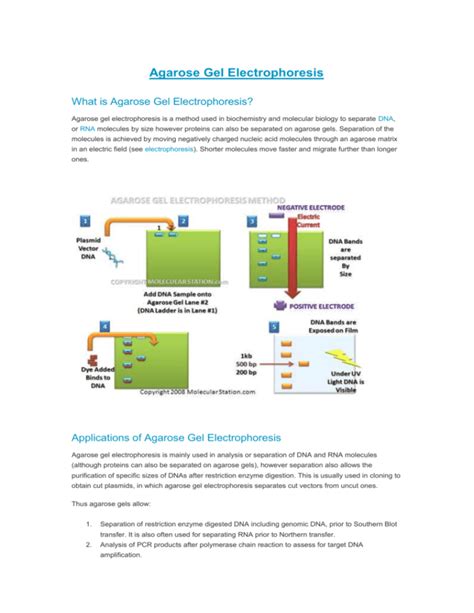 Agarose Gel Electrophoresis
