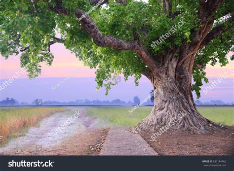 Spring Meadow Roots One Big Tree Stock Photo 531184462 Shutterstock