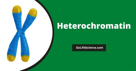 Heterochromatin Structure Function And Role In Genetics