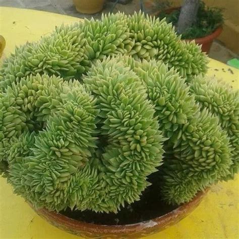 A Potted Plant Sitting On Top Of A Yellow Table